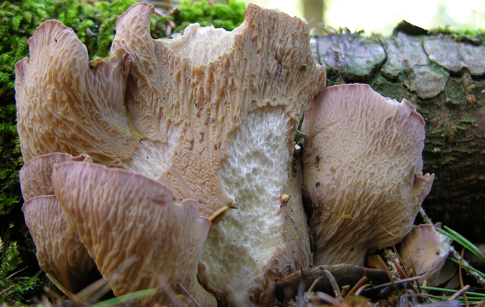 Alcuni ritrovamenti.